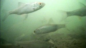 Любимая река, январь туман, рыбалка.