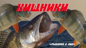 Судак и окунь в Калининградском заливе