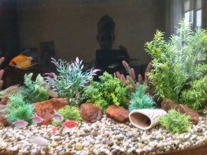 аквариумные рыбки 🐠🐠