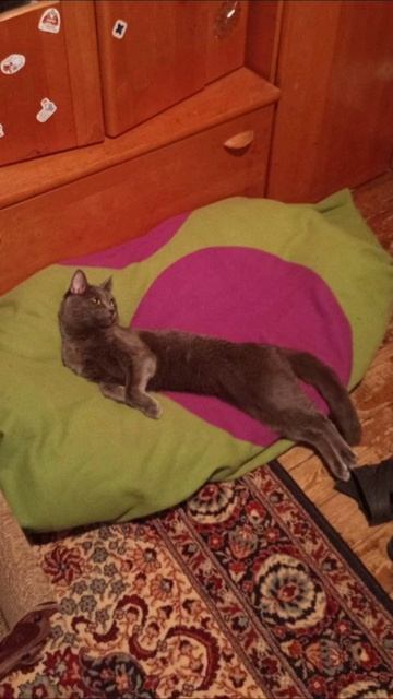 Кот Атос радуется выходным! #shorts #котатос #животные #милота #выходные смотреть онлайн