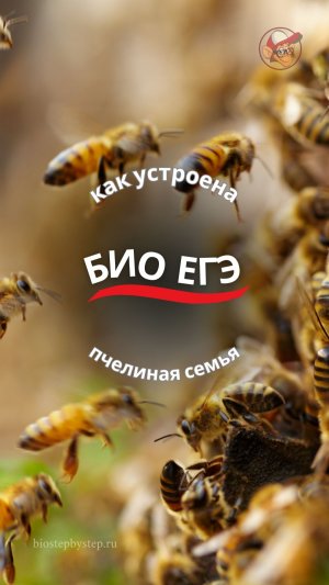 ЕГЭ БИО | Пчелиная семья
