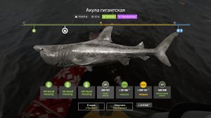 Вываживание гигантской акулы более 700 кг