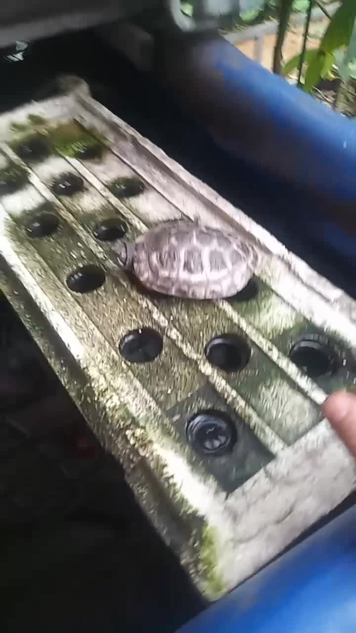 Всем привет пойдемте быстрее что покажу!!!Пойдёмте быстрее спасать черепаху.