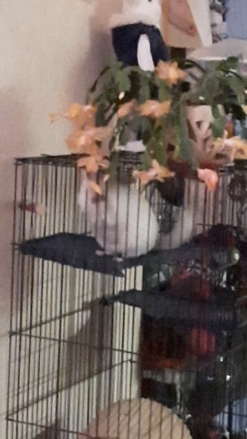 Шиншилла ест цветы смотреть онлайн