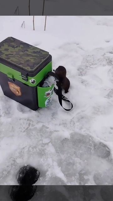 Пришёл самый мощный, профессиональный рыбак и показал мастер-класс как ловить рыбу!. смотреть онлайн