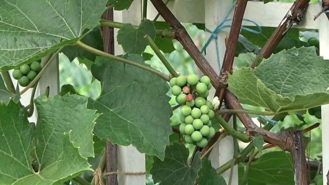 6 соток 16 июля 2021 год. Хроника.