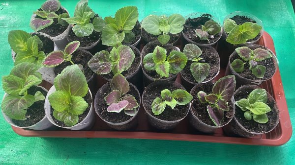 Переваливаю Колеусы, выращенные из семян, в больший объём.