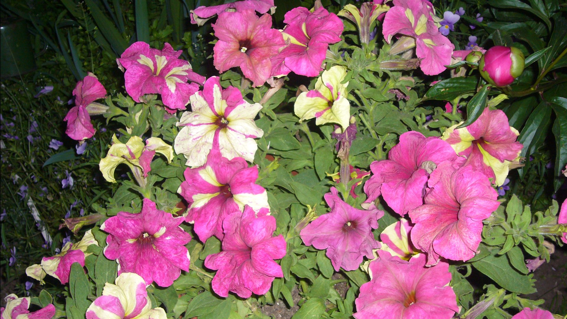 2212. Рассадный 2026 г.Посев петунии,гранулированной.