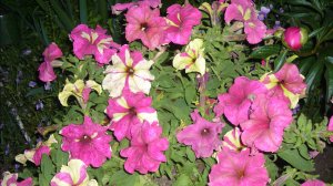 2212. Рассадный 2026 г.Посев петунии,гранулированной.