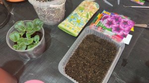 Болталка.Сею петуньи.Как все изменчиво.Ответ на коммент.