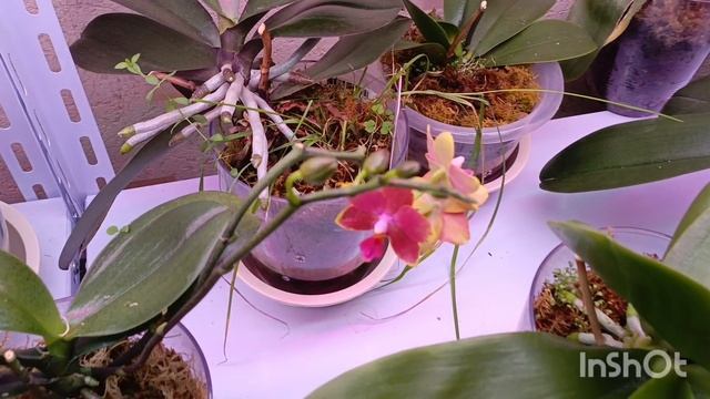 хейтерам привет 😁!распустился сапфирчик 🤗новые цветоносы у орхидей ❤❤КРАСОТА смотреть онлайн