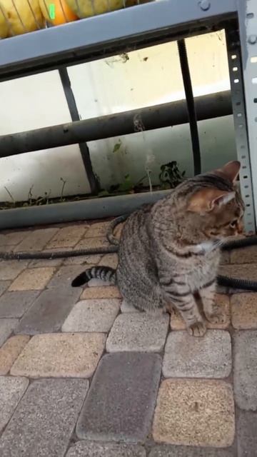 я со своим классом в лимонарии смотреть онлайн