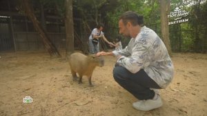 Африканская саванна во Вьетнаме: захватывающее сафари на Фукуоке | «Поедем, поедим!»