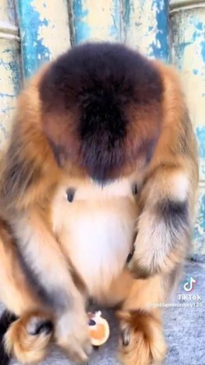 обезьяна.mp4