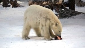 У медвежат Белки и Стрелки сегодня на ужин деликатесы.