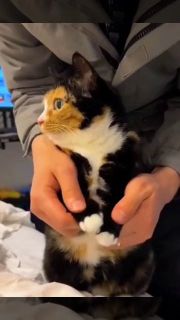 Разнообразие цветов котов смотреть онлайн