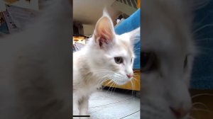 The kittens were really scared