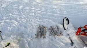 7 февраля 2026 г. Рыбалка.