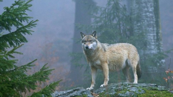 Истории из тайги