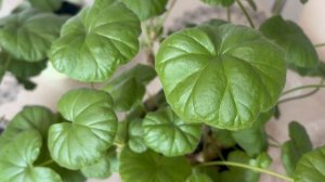 Мои пеларгонии на дачке ожили.