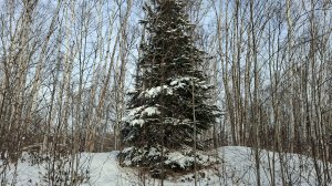 Прогулка в лесу | Морозный день | Плохой звук | Двое дома