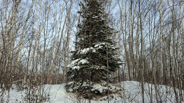 Прогулка в лесу | Морозный день | Плохой звук | Двое дома