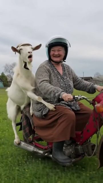 ВЕСЁЛАЯ СЕМЕЙКА смотреть онлайн