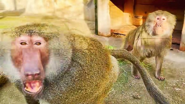 ЗАСТАВЛЯЕТ ревновать! К умным или к красивым?  Веня только делает ЗЛОЙ вид и Фене это нравится!