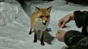 Лисичка вернулась)