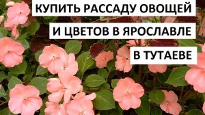 Купить рассаду в Ярославле и Тутаеве.