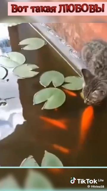 Вот такая любовь животных.mp4