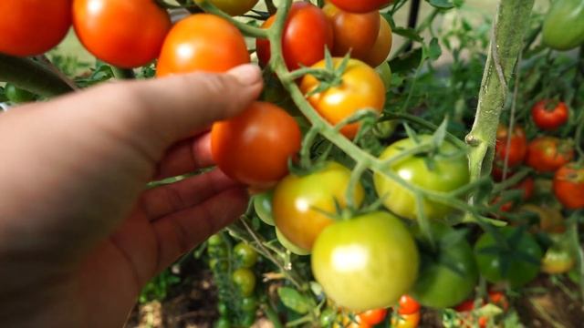 Томаты черри. Самые сладкие и урожайные. смотреть онлайн