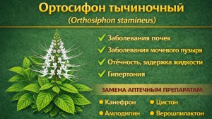 Ортосифон тычиночный (Orthosiphon stamineus)