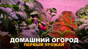 ПОДОКОННИК, КОТОРЫЙ КОРМИТ. Реальный урожай свежих овощей среди зимы с подоконника.