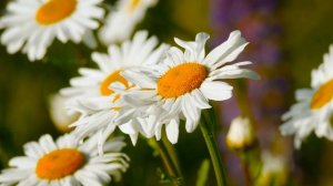 С душою от души...