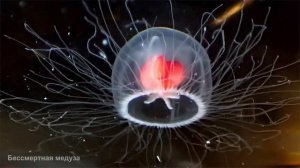 Почему не умирает «от старости» Бессмертная медуза (Immortal jellyfish) — Turritopsis dohrnii ?