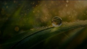 Струминский Маркиян  Я дарю...