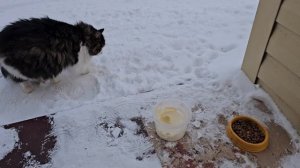 🔥котопозитив и сметанка 🐈⬛🐈⬛