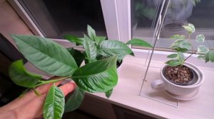 Будни  домохозяйки.Шуршу по хозяйству.Пора сеять семена.