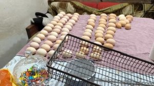 Муж издевается.Инкубируем яйцо.