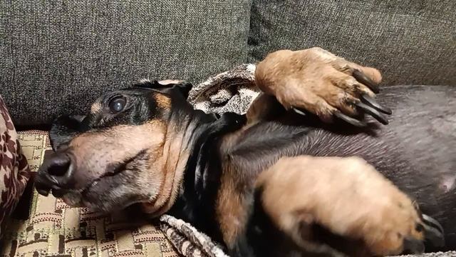 Наш Стасик передает вам всем привет 🐕 Любимая собака