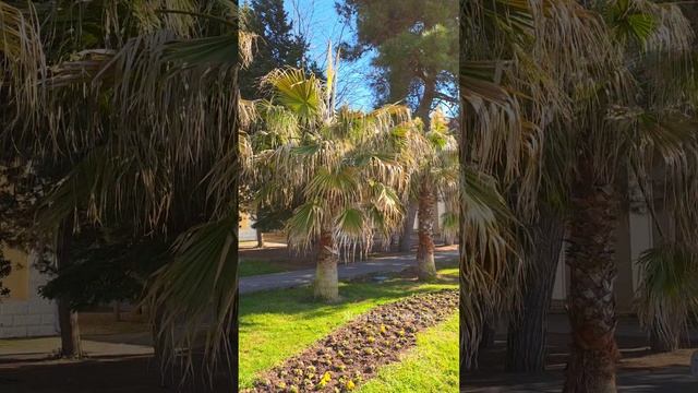 В Геленджике сегодня жара, почти +20 и Южный ветер с моря 🐬😁👍 смотреть онлайн