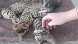 котейки просыпаются)