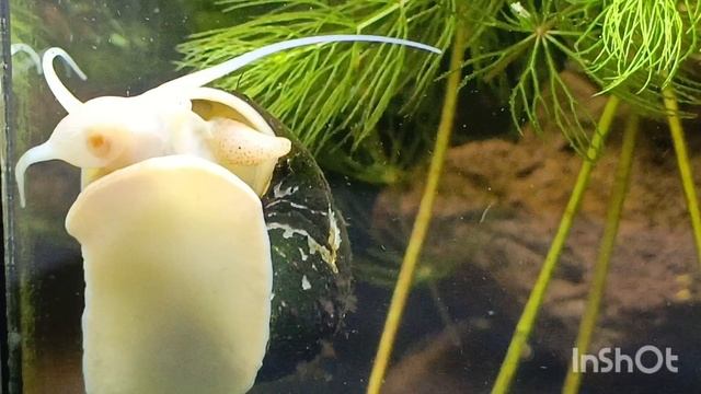 Обзор аквариума с петушком Валерой 🐠 Как всё устроено ОБЗОРЧИК😊❤ смотреть онлайн