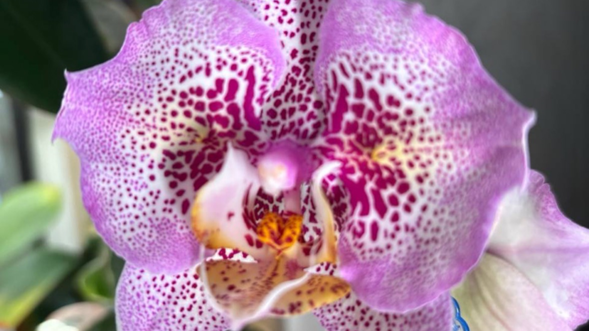 Орхидеи 🌺 Дела цветочные 14.02.26 🪴🦋🌷🩷 смотреть онлайн