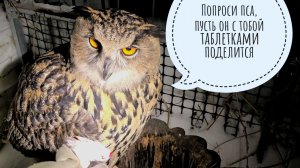 Кошка Морошка помогает кормить сов. Артём добрался до снега на крышах!