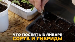 ЧТО УЖЕ СТОИТ ПОСЕЯТЬ. Посев растений в январе и другие подготовительные работы к новому сезону.