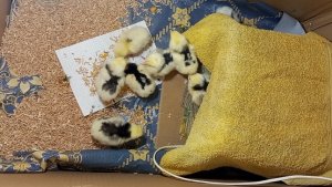 Ура!!! Есть вода. Цыплята лупятся, вывод продолжается.