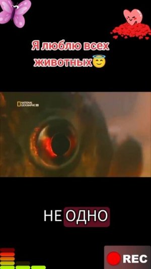 Животные приколы и не только😅