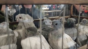 7.02.2025г Ярмарка ст.Бронницы ч.3